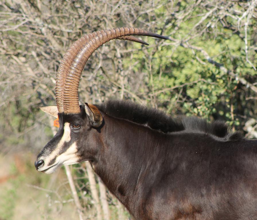Hannah Game Lodge Ohrigstad المظهر الخارجي الصورة