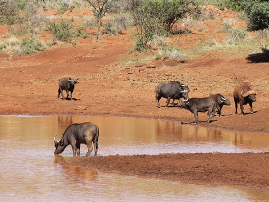 Hannah Game Lodge Ohrigstad المظهر الخارجي الصورة
